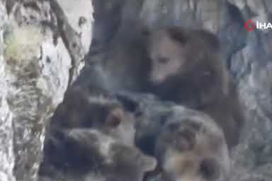 Ayı ailesi kış uykusu öncesi görüntülendi
