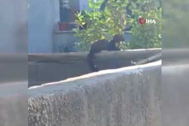 Nadir görülen an! Sansar güneşlenirken görüntülendi