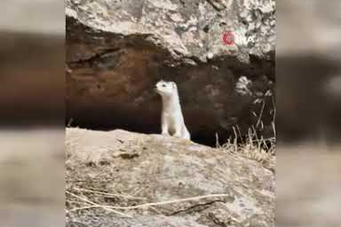 Nesli tehlikede olan gelincik kamerada