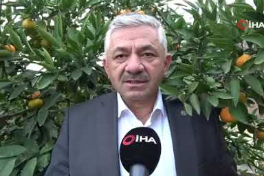 Ordu’da narenciye hasadı!