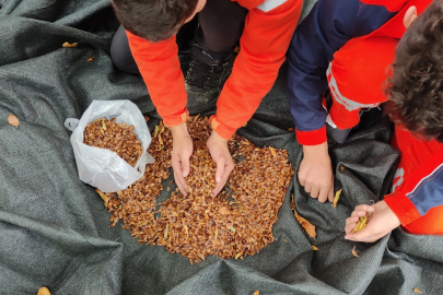 Harmancık’ta yangın sonrası seferberlik: 3 bin hektara tohum serpilecek!