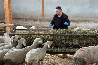 Şap krizi: Üretici destek çağrısı yapıyor!