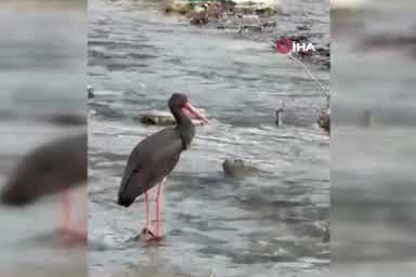 Kara leylek Karabük'te görüldü