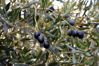 Bursa Tarım Şenliği 9 Aralık’ta başlıyor: Yerel ürünler vitrine çıkıyor