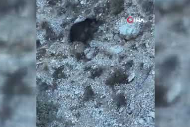 Erzincan’da kış uykusuna hazırlanan iki ayı görüntülendi