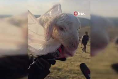 Tek başına buldukları yeni doğmuş kuzuyu 3 kilometre ötedeki annesi ile kavuşturdular
