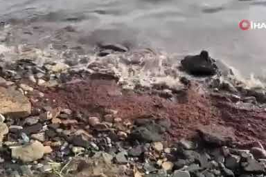 Tekirdağ’da poyraz kızıl yosun sürükledi