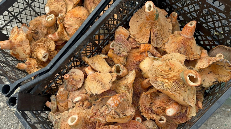 Bursa’da yağmur sonrası bolluk! Fiyatlar düşüyor -Bursa Hayat-2