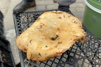 Bursa’da yağmur sonrası bolluk! Fiyatlar düşüyor