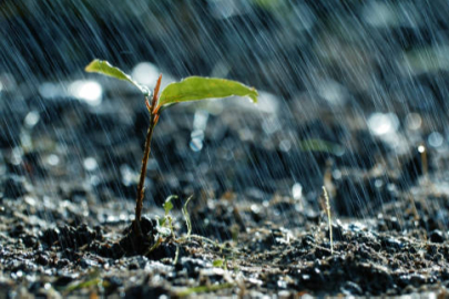 Yağışlar çiftçiye umut oldu! Bursa'nın verimli topraklarına bereket yağdı
