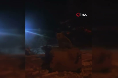 Uludağ'da kış uykusu tutmayan ayılar böyle görüntülendi