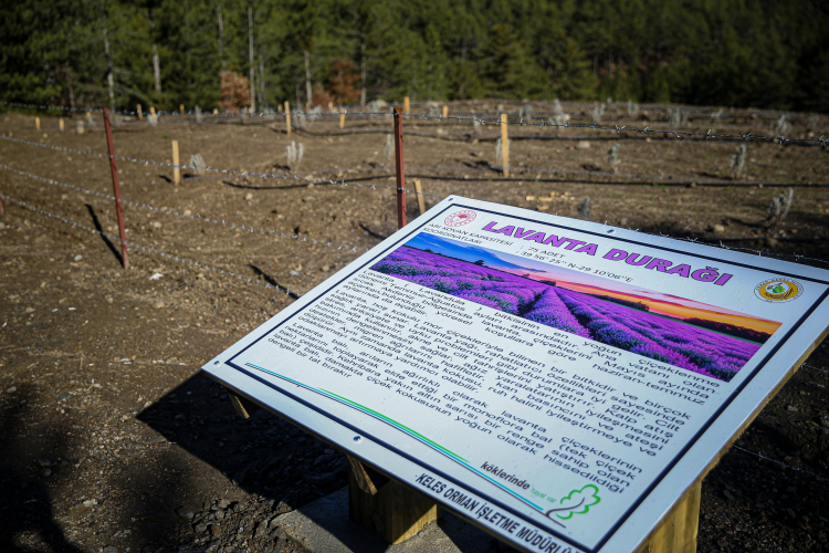 Bursa’da 22. bal ormanı, 5 ton üretim planlanıyor-Bursa Hayat-4