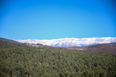 Bursa’da 22. bal ormanı, 5 ton üretim planlanıyor