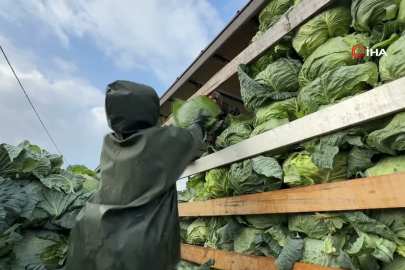 Kadın emekçilerin hasat mücadelesi! Zorluklar onları durduramıyor