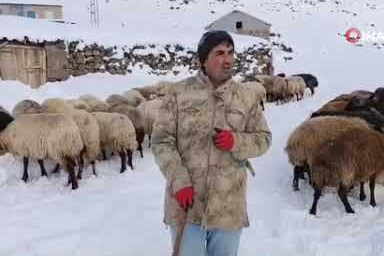 Adilcevaz’da yoğun kar yağışı besicileri zorluyor