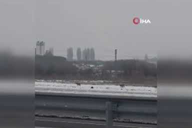 Kars’ta kurt sürüsü evlerin yakınına kadar indi