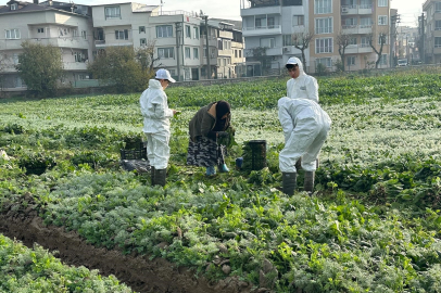 Ata tohumundan üretilen sebzeler vatandaşa lezzet sunuyor