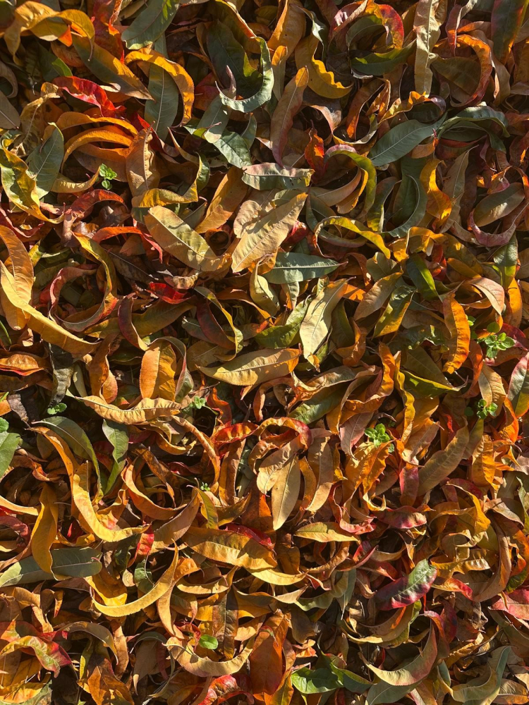 Bursa'da meyve ağaçları yorgun düştü!-Bursa Hayat-2