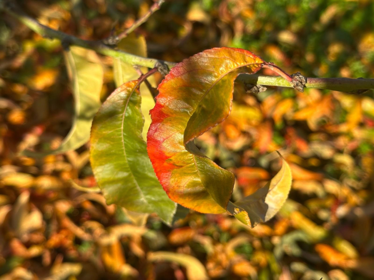 Bursa'da meyve ağaçları yorgun düştü!-Bursa Hayat-3