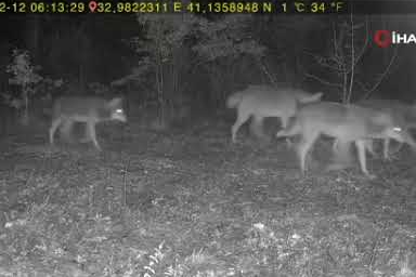 Karabük Ovacık’ta vahşi hayat fotokapana yansıdı