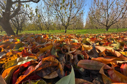 Bursa'da meyve ağaçları yorgun düştü!