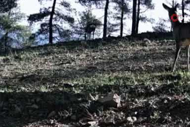 Doğada şaşırtan an! Tek boynuzlu karaca görüntülendi