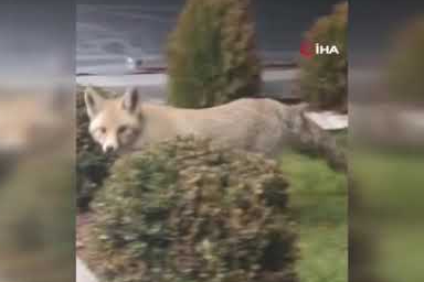 Ev bahçesinde tilki ve kediler arasında ilginç anlar