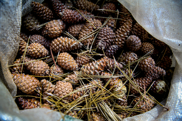 Bursa'da kırsal kalkınmaya örnek proje! Kozalakları pekmeze dönüştürdüler-Bursa Hayat Gazetesi-6