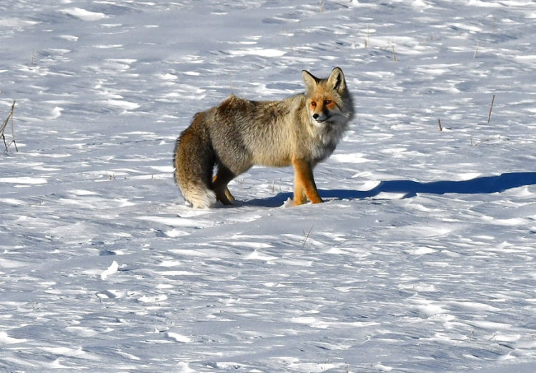 Kızıl Tilki ve Paçalı Şahin Kars'ta sahneye çıktı!-Bursa Hayat Gazetesi-2