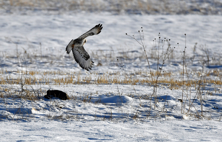 Kızıl Tilki ve Paçalı Şahin Kars'ta sahneye çıktı!-Bursa Hayat Gazetesi-3