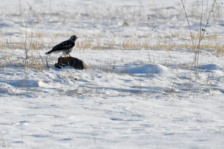 Kızıl Tilki ve Paçalı Şahin Kars'ta sahneye çıktı!-Bursa Hayat Gazetesi-4