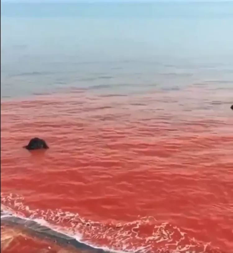 Kırmızı denizin görüntüsü ‘Kıyamet kehaneti’ dedirtti! Sebebi belli oldu-Bursa Hayat-2
