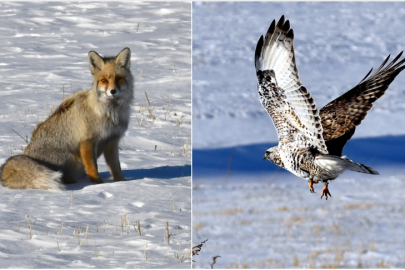 Kızıl Tilki ve Paçalı Şahin Kars'ta sahneye çıktı!
