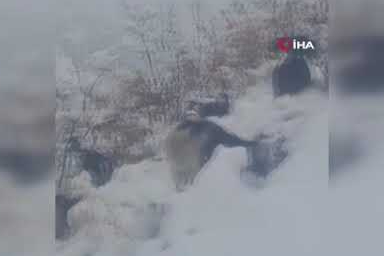 Yoğun kar Hizanlı çiftçileri vurdu