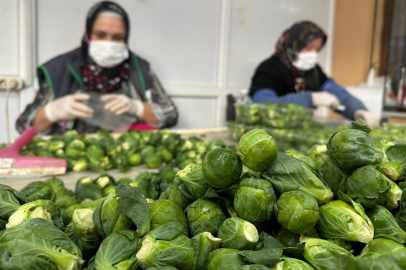 Avrupa’nın lahana adresi: Adı Brüksel, üretim merkezi İznik!