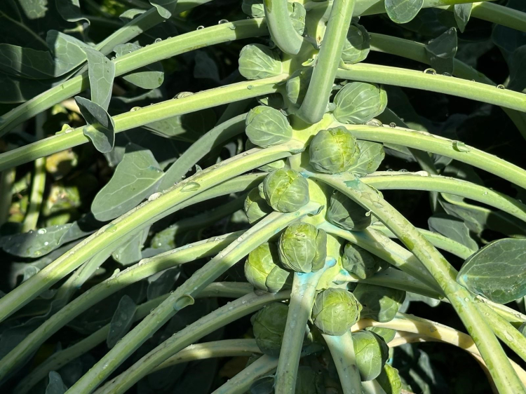 Avrupa’nın lahana adresi: Adı Brüksel, üretim merkezi İznik!-Bursa Hayat-5