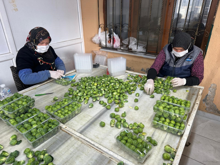 Avrupa’nın lahana adresi: Adı Brüksel, üretim merkezi İznik!-Bursa Hayat-4
