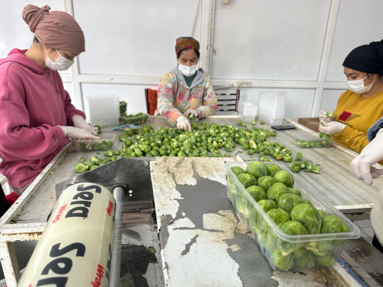 Avrupa’nın lahana adresi: Adı Brüksel, üretim merkezi İznik!-Bursa Hayat-2