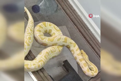 Evde ele geçirilen hayvanlar şaşırttı!