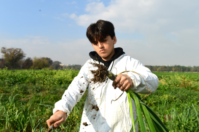 Osmangazi’de organik pırasa sofralarla buluşuyor