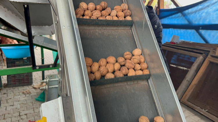 Bursa'nın 'Ceviz köyü' yatırımcıların dikkatini çekiyor!-Bursa Hayat-2