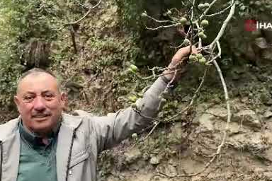 Aralık ayında incir ağacı meyve verince köylüler şaşırdı