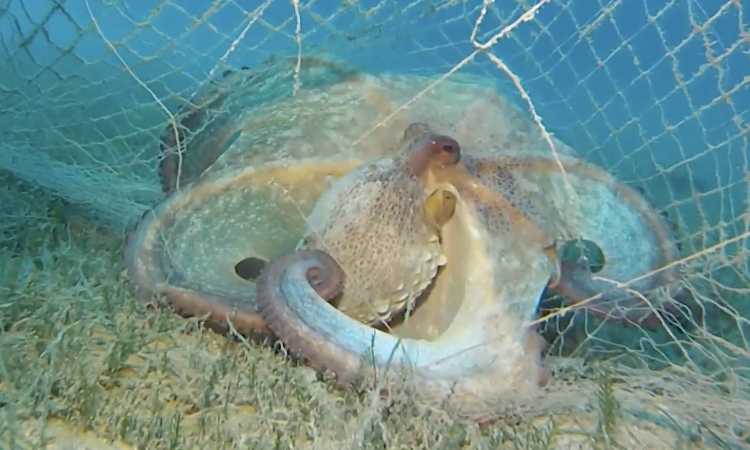 Bakanlık açıkladı:1,2 milyon su canlısının hayatı kurtarıldı!-Bursa Hayat-2