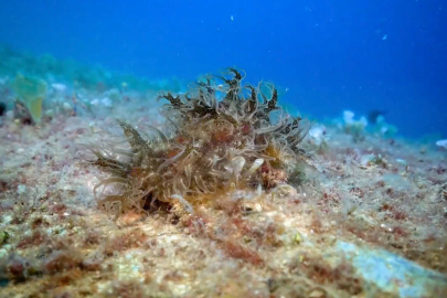 Bakanlık açıkladı: 1,2 milyon su canlısının hayatı kurtarıldı!