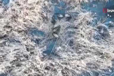 Kars'ta yumak halinde uyuyan domuz ailesi görüntülendi