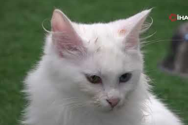 Van Kedi Villası’nda 120 yavru kedi dünyaya geldi