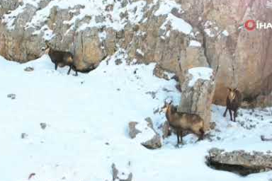 Beyaz örtü altında şamua sürüsü havadan görüntülendi