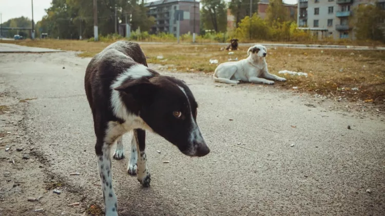 Çernobil köpeklerinde genetik değişim: Radyasyon evrimi tetikliyor mu?-Bursa Hayat-2