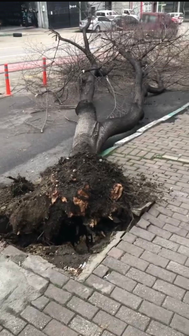 Bursa’da fırtınanın yıkıcı etkisi: Can kaybı olmadı, ama hasar büyük!-Bursa Hayat-4