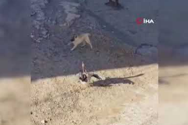 Köpek ile kazın kavgası kameraya yansıdı
